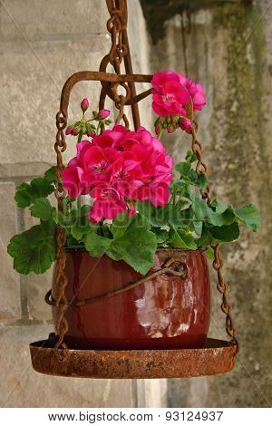 Geranium plant on a vintage scales