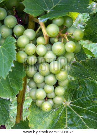 Uvas