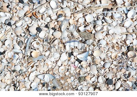 Seashells background