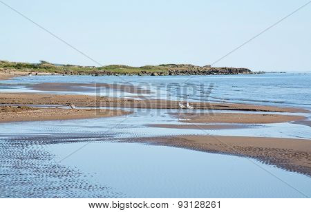 Sandy beach landscape