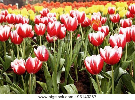 Red And White Tulips Vintage