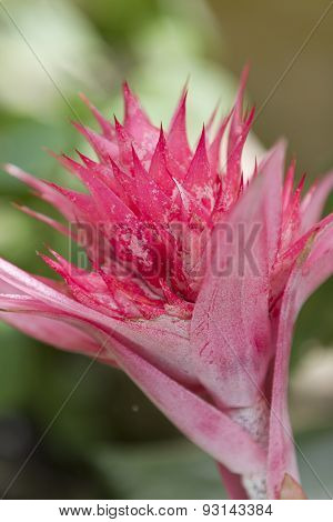 pink succulent plant bloming in the garden