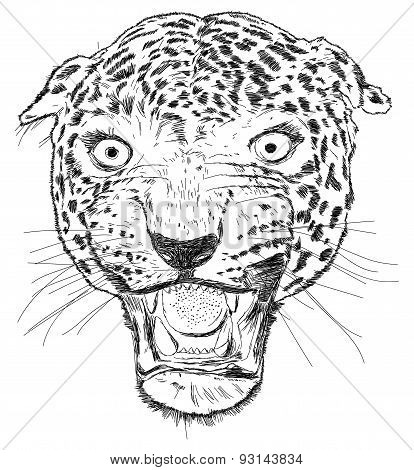 Detailed Leopard Face Vector Illustration - Handmade