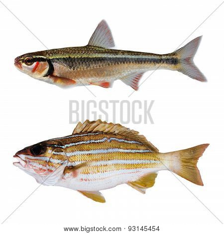 two striped bass fish isolate on white