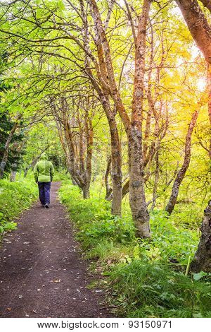 Walking through the woods in Hofdi nature park near Lake Myvatn in Iceland