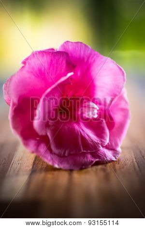 pink fresh flower