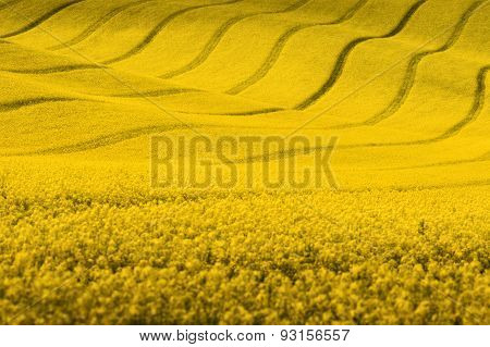 Yellow rapeseed field with wavy abstract landscape pattern. Yellow undulating fields of crops. Spring rural landscape.Moravian rolling landscape on sunset in yellow  colors. Europe, Czech Republic.