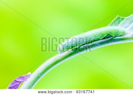 Caterpillar