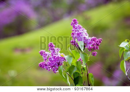 Lilac