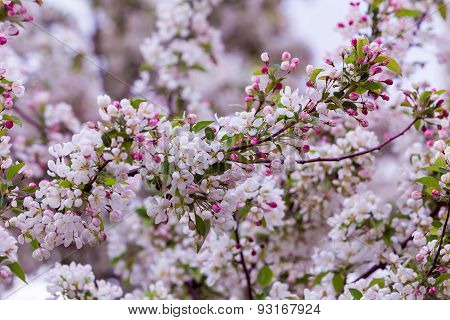 Cherry Blossoms