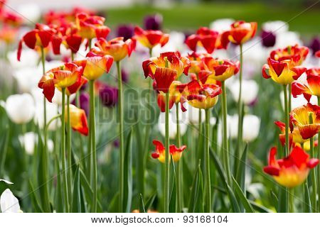 yellow and orange tulips
