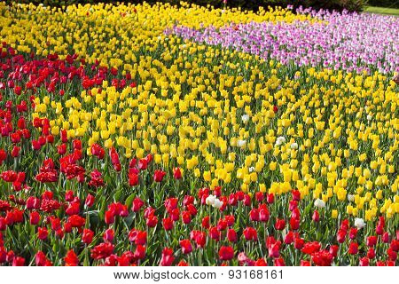 Tulip Field