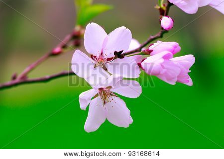 Cherry blossoms