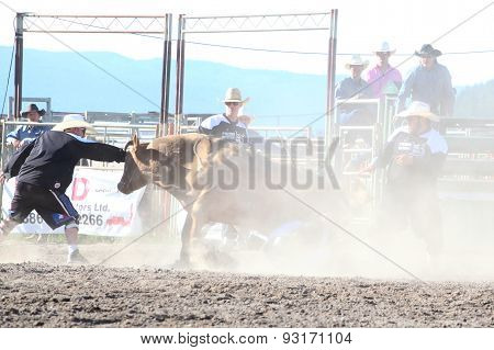 MERRITT B.C. CANADA - May 30 2015: Bull rider riding in the first round of The 3rd Annual Ty Pozzobon Invitational PBR Event.