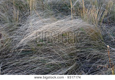Feather grass