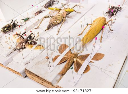 Collection Of Beetle Butterfly Wasps And Insects In General