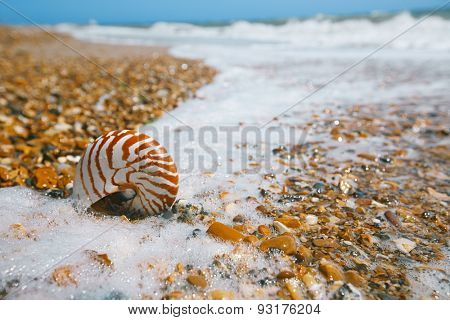 nautilus shell on peblle beach and sea waves near Bournemouth, UK. shallow dof