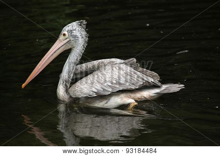 Grey pelican (Pelecanus philippensis), also known as the spot-billed pelican. Wildlife animal. 
