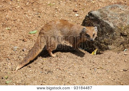 Yellow mongoose (Cynictis penicillata), also known as the red meerkat. Wildlife animal. 