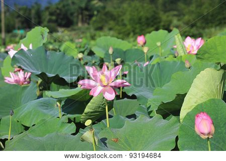 Lotus flowers and buds