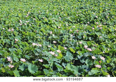 Lotus flowers and buds