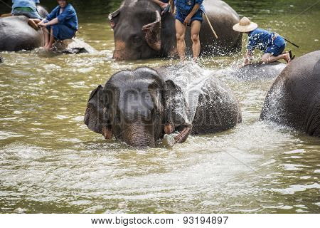 Mahouts bath and clean the elephants in the river