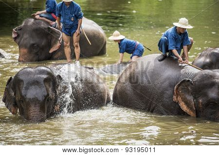 Mahouts bath and clean the elephants in the river