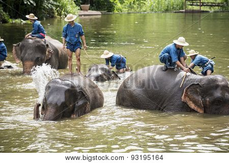 Mahouts bath and clean the elephants in the river
