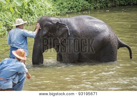 Mahouts bath and clean the elephants in the river