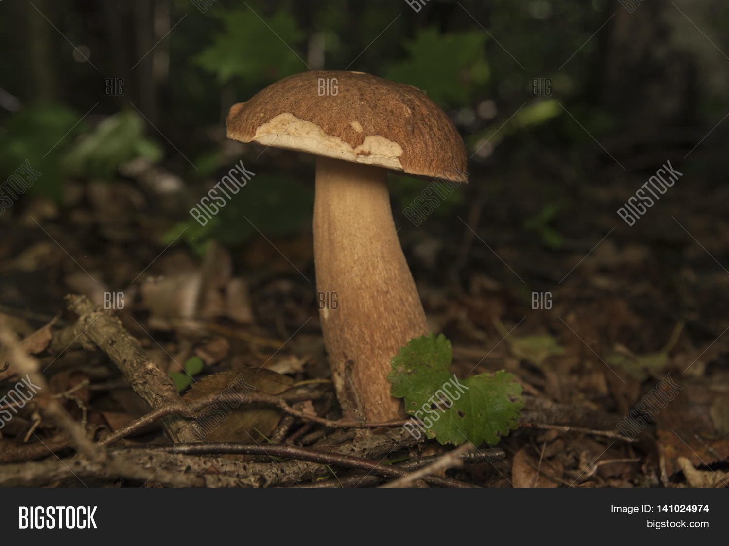 Image Preview
