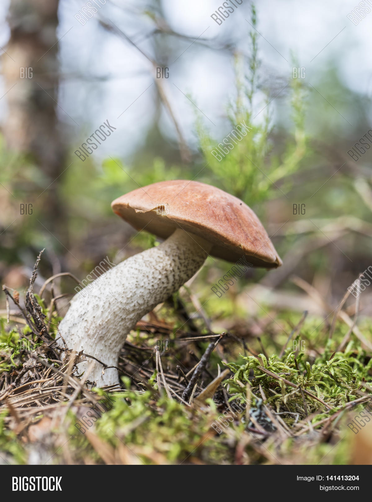 Image Preview