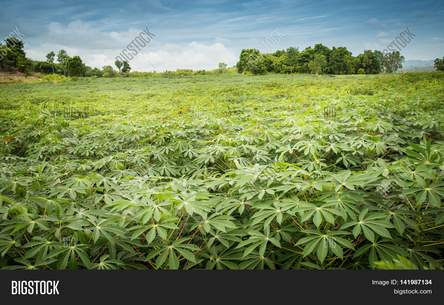 Cassava Plants Grown Image & Photo (Free Trial) Bigstock