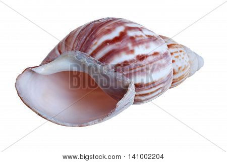 Shell achatina immaculata panthera snail isolated on white background with clipping path