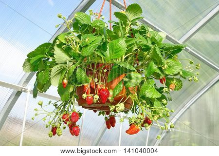 Ripe Garden Strawberry In Pot Hanging In Greenhouse