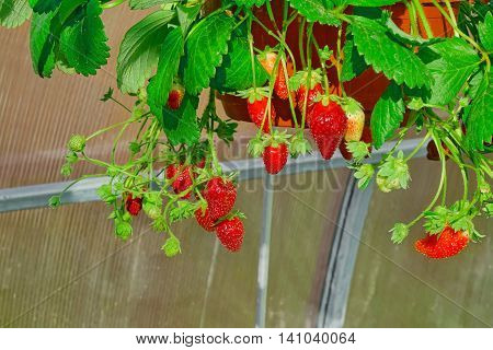 Ripe Garden Strawberry In Pot Hanging In Greenhouse