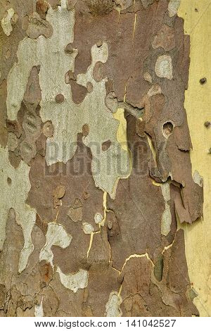 Mottled Sycamore Tree Bark And Trunk Vertical Background Or Texture