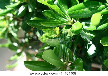 Mediterranean rhodies leaves elucidated by day sunlight