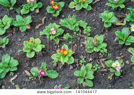 Little garden flowers with green leaves and soil.