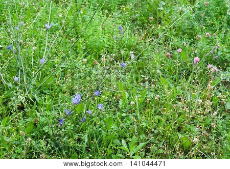 Green grass, clovers and chicory with water drops on it in rainy day. Grass background.