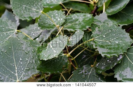 Aspen leaves on tree with drops of water in rainy day.
