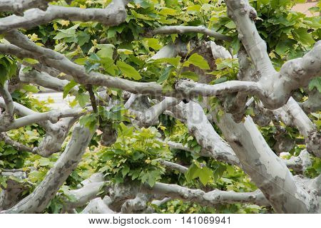 Tangle of plane trees branches with bunches of leaves