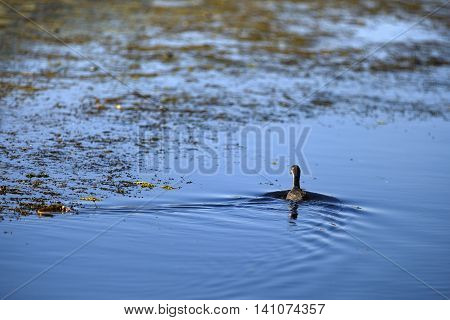 ducks in a natural environment the Danube Delta Romania