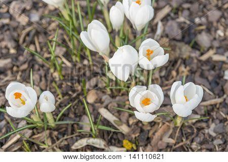 Many white crocuses on bark mulch outdoor