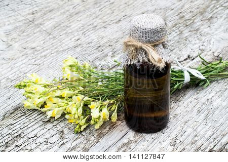Linaria vulgaris (common toadflax yellow toadflax or butter-and-eggs) and pharmaceutical bottle on old wooden table. In herbal medicine is used in the form of tinctures and ointments