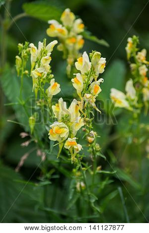 Linaria vulgaris (common toadflax or butter-and-eggs) in the natural environment of growth. In herbal medicine is used in the form of tinctures and ointments. Selective focus shallow DOF