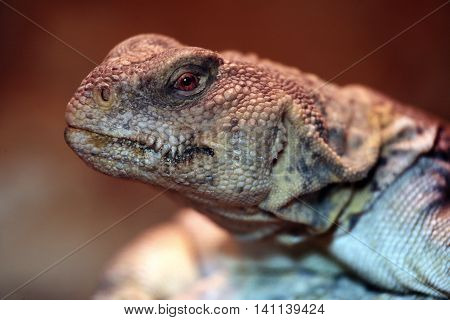 Reptile in wildlife macro close up shot
