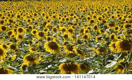 Beautiful Sunflowers in the Summer in Connecticut