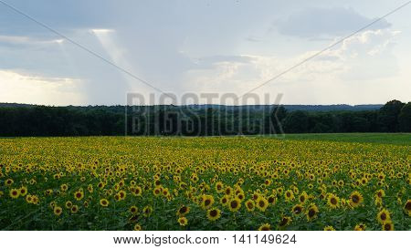 Beautiful Sunflowers in the Summer in Connecticut