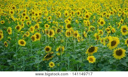 Beautiful Sunflowers in the Summer in Connecticut