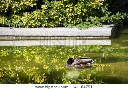 Duck sleeping on the water. Photo taken in Cecilio Rodriguez Gardens Retiro Park Madrid Spain.